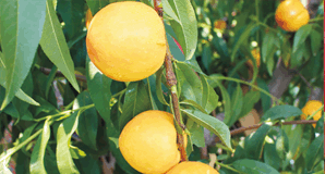 鄭果所桃育種團(tuán)隊(duì)暨中果正源公司桃新品種現(xiàn)場(chǎng)觀摩會(huì)