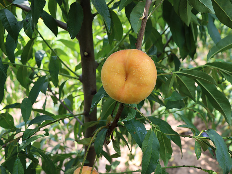 中蟠7號(hào) (2).JPG