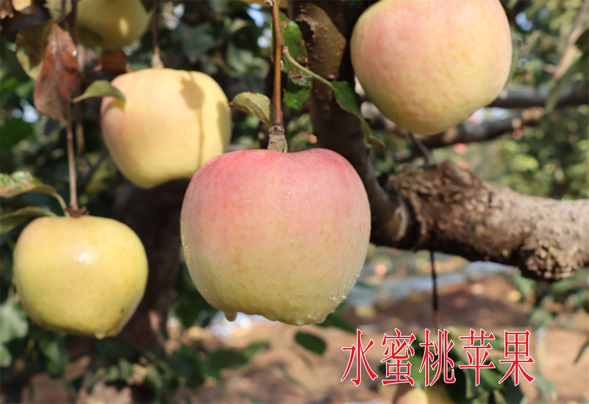 日本青森水蜜桃蘋(píng)果 (2)