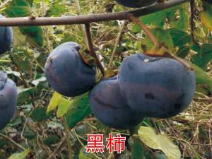 黑柿