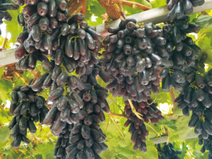 甜蜜藍(lán)寶石葡萄