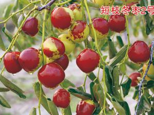 短枝冬棗2號(hào)