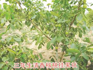 三年生清香核桃