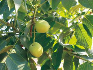 文玩核桃一大官帽