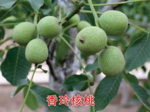 香玲核桃