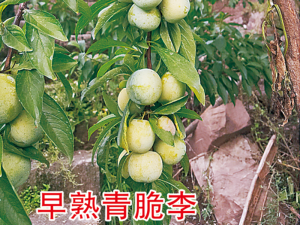 早熟青脆李