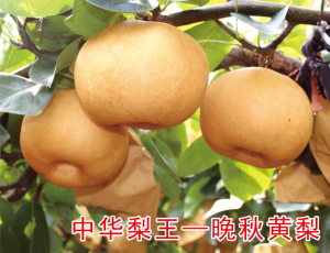 晚秋黃梨
