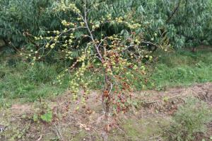 藥用酸棗新品種