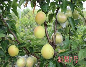 新梨7號(hào)