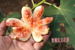 波姬紅無花果