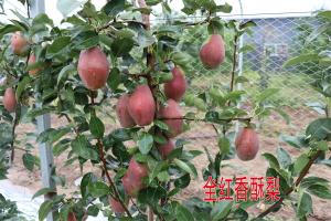 全紅香酥梨 