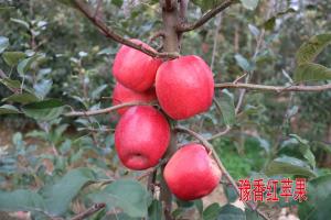 瑞香紅蘋(píng)果