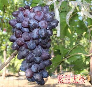 紫甜無核葡萄