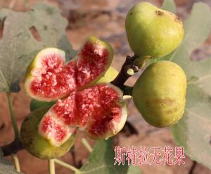 斯特拉無(wú)花果